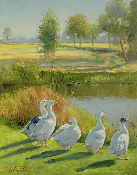 Timothy Easton - Konsttryck Gooseguard, (30 x 40 cm)
