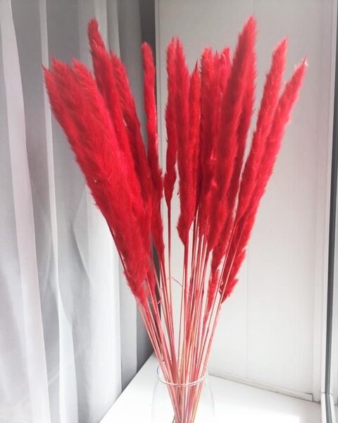 Mini Pampasgräs- Blekt röd-10 st