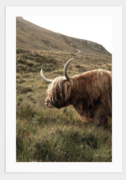 Highland cattle, Scotland poster - 21x30