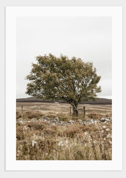 Tree in Scotland poster - 30x40