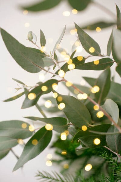 Fotografi Green eucalyptus branches over white background, Anna Blazhuk