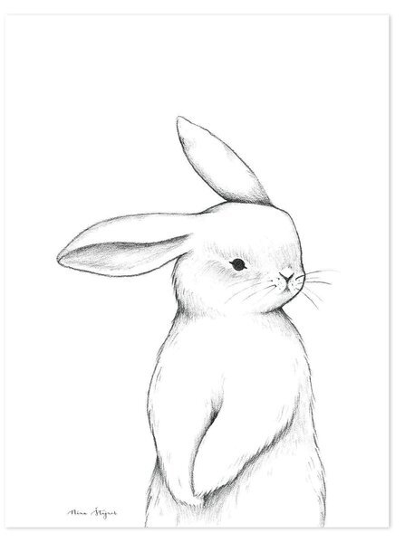Bunny Front View Poster - 30x40 cm