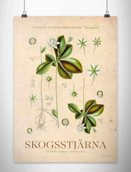 Värmland - Skogsstjärna poster - A4