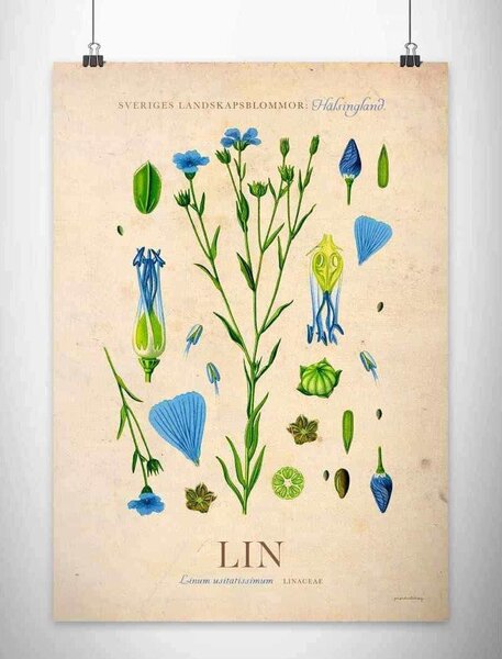 Hälsingland - Lin poster - A4