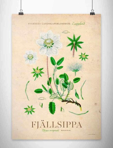 Lappland - Fjällsippa poster - A4