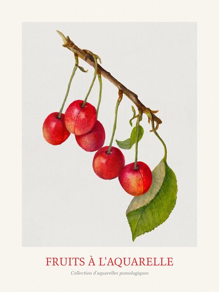 Bildreproduktion Cherries (Watercolour Kitchen Fruit)