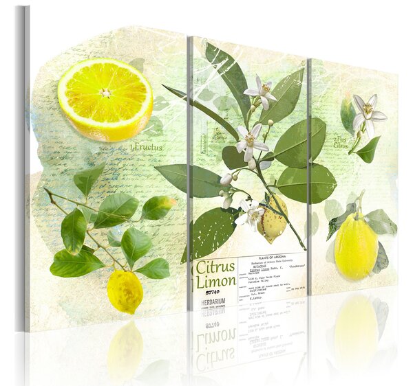 Tavla Fruit Lemon 60x40 - Artgeist sp. z o. o