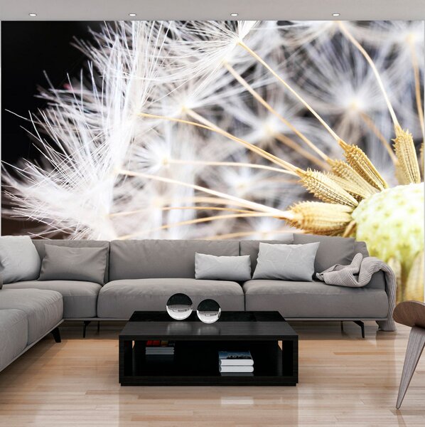 Fototapet Fluffy Dandelion 100x70 - Artgeist sp. z o. o