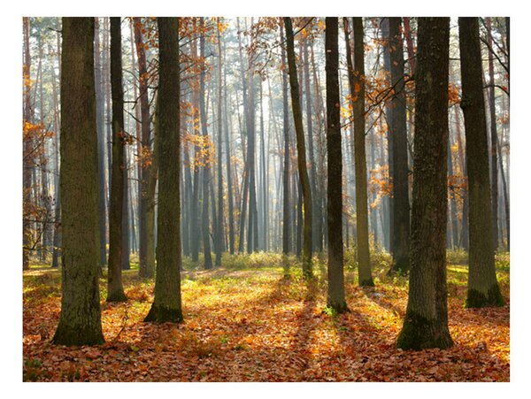 Fototapet Autumn Trees 250x193 - Artgeist sp. z o. o