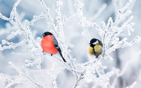 Fotografi two birds bullfinch and titmice sit, Nataba