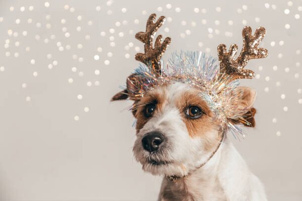 Fotografi Jack Russell dog wearing reindeer antlers, Olga Pankova