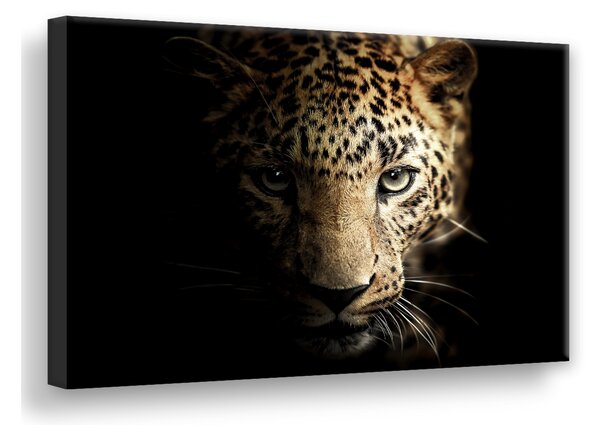 Leopard Digitalprintad Tavla Canvas 75X100Cm Svart - Svart