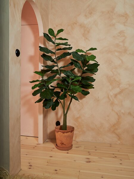Ficus Lyrata - 180cm