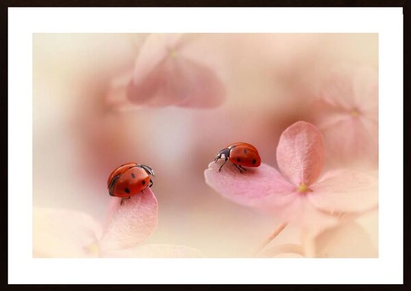 Ladybirds On Pink Hydrangea Poster