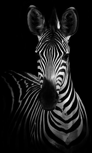 Fotografi The Zebra, WildPhotoArt