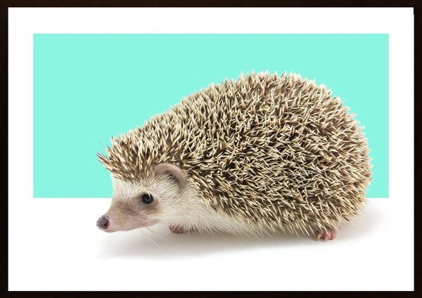 Hedgehog Poster