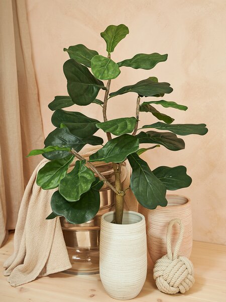 Ficus Lyrata - 90cm
