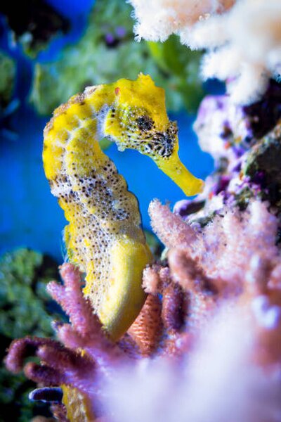 Fotografi Close-up of sea horse swimming in sea,Germany, Michael Wittig / 500px