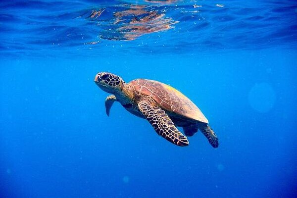 Fotografi Green turtle approaching water surface, Searsie