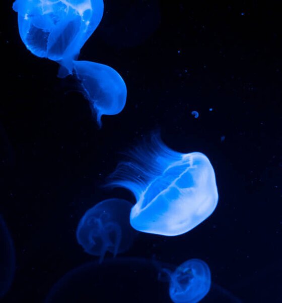 Fotografi Jellyfish, sanja stojakovic