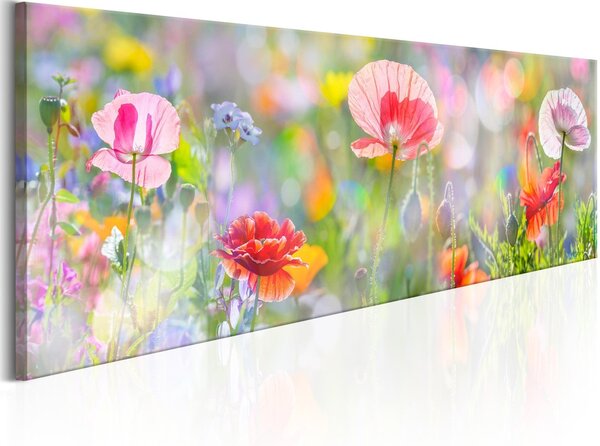Canvas Tavla - Rainbow of Morning Poppies - 120x40