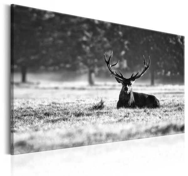 Canvas Tavla - Lying Deer - 90x60