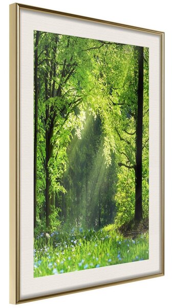 Inramad Poster / Tavla - Forest Path - 20x30 Guldram med passepartout