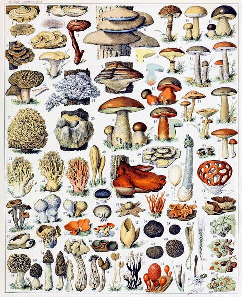 Bildreproduktion Illustration of Mushrooms c.1923, Millot, Adolphe Philippe