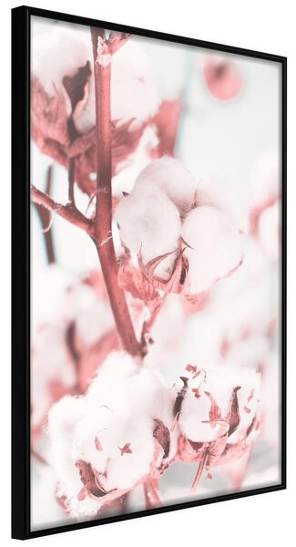 Inramad Poster / Tavla - Cotton Flowers - 30x45 Svart ram