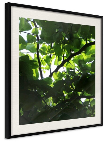 Inramad Poster / Tavla - Under Cover of Leaves - 20x20 Svart ram med passepartout