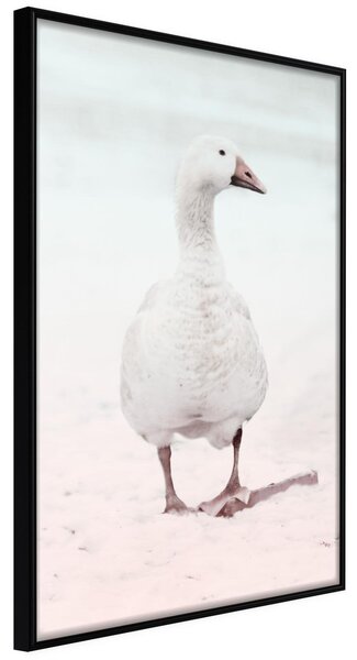 Inramad Poster / Tavla - Walking Goose - 20x30 Svart ram