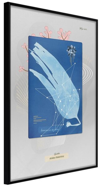 Inramad Poster / Tavla - Alga Cyanotype - 20x30 Svart ram