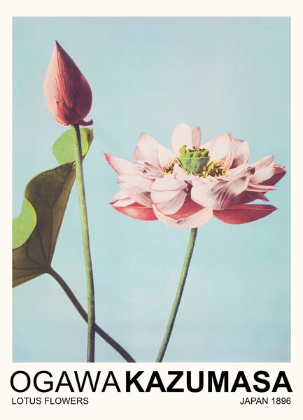 Konsttryck Lotus Flowers (Japandi Florals) - Ogawa Kazumasa, (30 x 40 cm)