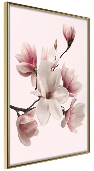Inramad Poster / Tavla - Blooming Magnolias I - 20x30 Guldram