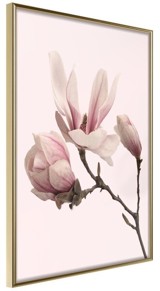 Inramad Poster / Tavla - Blooming Magnolias II - 40x60 Guldram