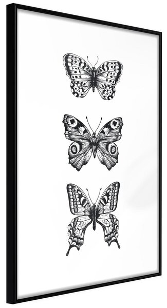Inramad Poster / Tavla - Butterfly Collection III - 40x60 Svart ram