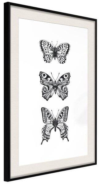 Inramad Poster / Tavla - Butterfly Collection III - 20x30 Svart ram med passepartout