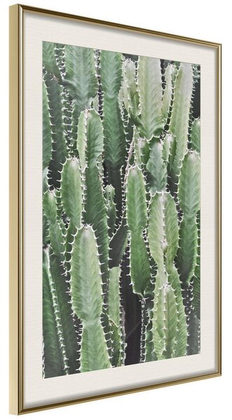 Inramad Poster / Tavla - Cactus Plantation - 20x30 Guldram med passepartout