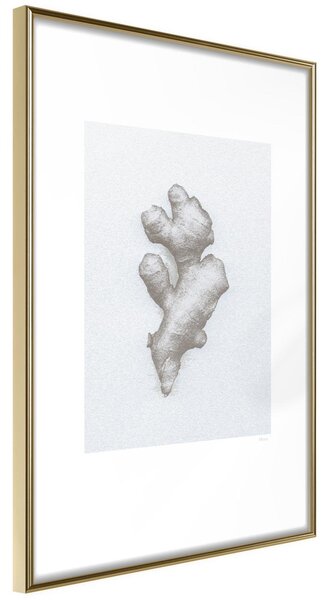 Inramad Poster / Tavla - Ginger Rhizome - 20x30 Guldram