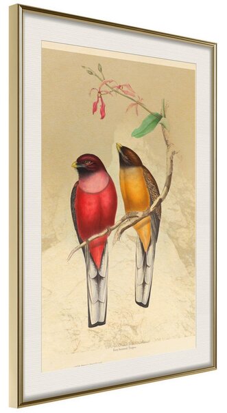 Inramad Poster / Tavla - Ornithologist's Drawings - 20x30 Guldram med passepartout