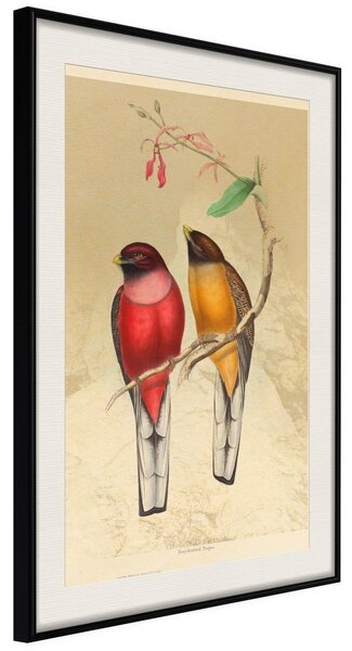 Inramad Poster / Tavla - Ornithologist's Drawings - 20x30 Svart ram med passepartout
