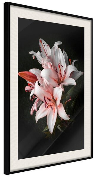 Inramad Poster / Tavla - Pale Pink Lilies - 20x30 Svart ram med passepartout