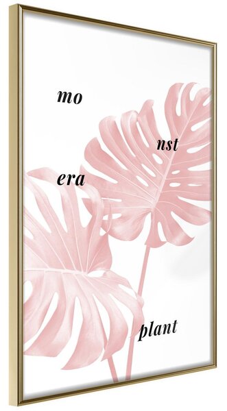 Inramad Poster / Tavla - Pale Pink Monstera - 20x30 Guldram