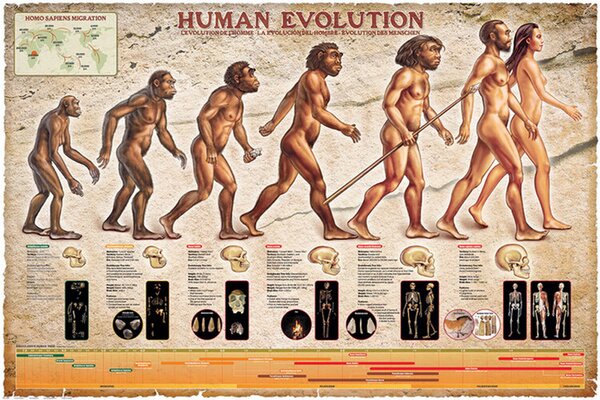 Poster, Affisch Human Evolution