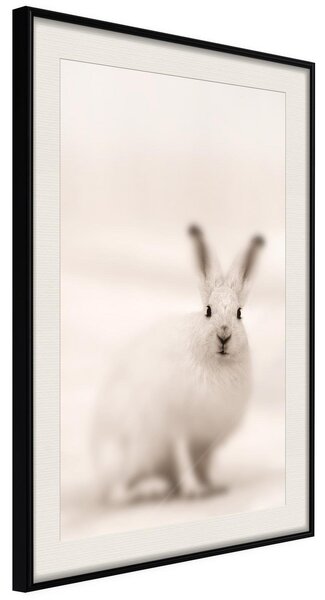 Inramad Poster / Tavla - Curious Rabbit - 20x30 Svart ram med passepartout