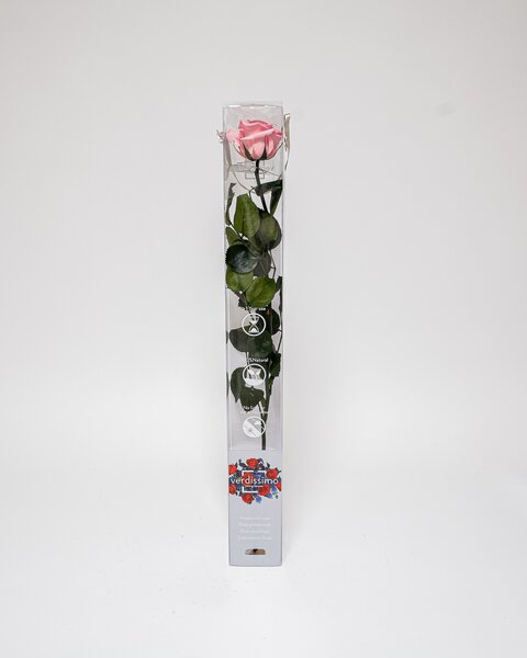 Singel Evighetsros 60 cm Rosa