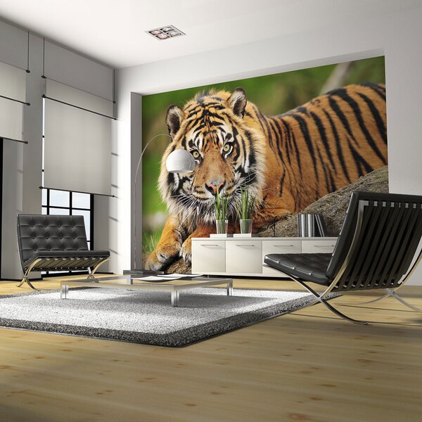 ARTGEIST Fototapet - Sumatra tiger