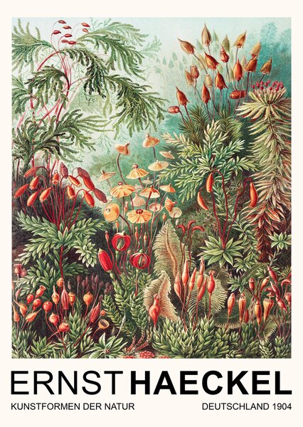 Konsttryck Muscinae–Laubmoose / Rainforest Plants (Vintage Academia) - Ernst Haeckel, (30 x 40 cm)