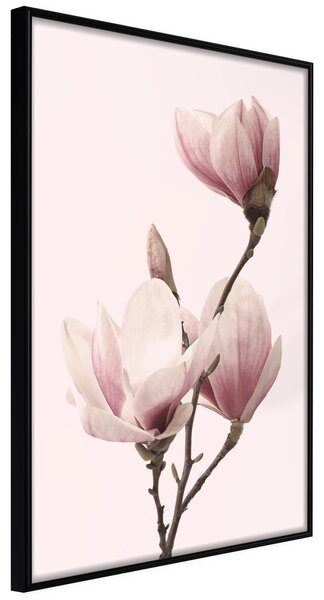 ARTGEIST PLAKAT - Blooming Magnolias III Guld
