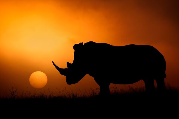 Rhino Sunrise